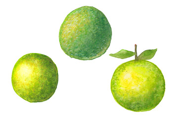 watercolor illustration set of green lyme