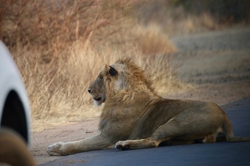 lion and lioness
