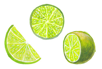 watercolor illustration set of green lyme