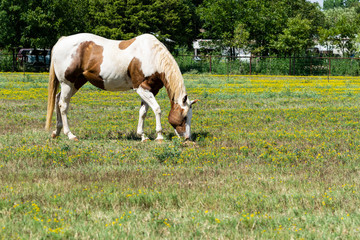 Naklejka na ściany i meble White and brown paint horse grazing in ranch meadow