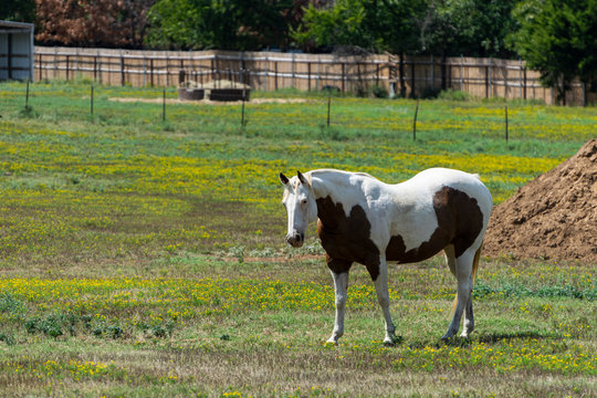 White paint horse with brown belly in pasture