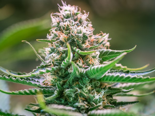 Fototapeta na wymiar Cannabis Plant Flower HDR