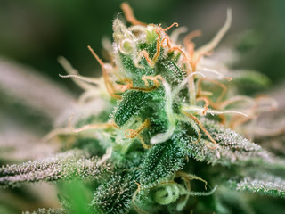Cannabis Plant Flower HDR