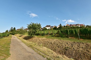 Frankreich - Elsass - Zellenberg 