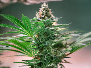 Cannabis Plant Flower HDR