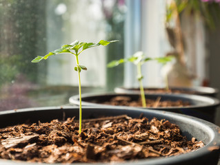 Close-up shot of a cannabis plant growing