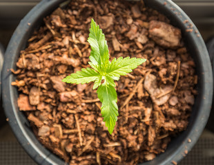 Close-up shot of a cannabis plant growing
