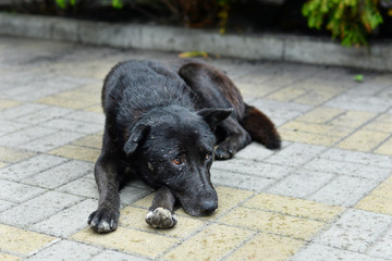 Unhappy stray dog with sad eyes on a city street