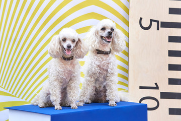 Two smart poodles are sitting on the large book, concept of study.