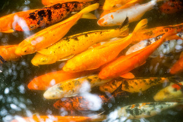 Obraz na płótnie Canvas Goldfish collection, koi carp