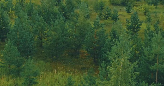 Aerial view, coniferous forest. Span camera from the copter. View from above.