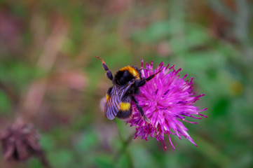 A large shaggy bumblebee collects nectar from a burdock flower.