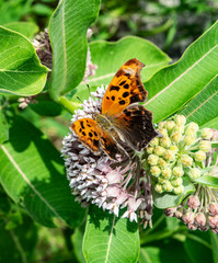 Obraz premium Question Mark