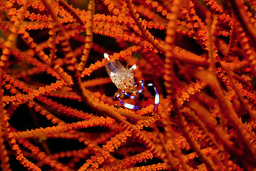 Shrimp on gorgonaria coral branches.