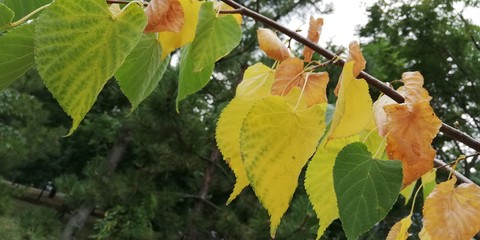 autumn leaves on green background. Natural bright autumn background 