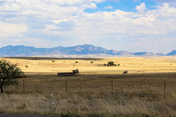 Obraz premium A Beautiful Landscape with Livestock and Windmill
