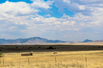 Obraz premium A Beautiful Landscape with Livestock and Windmill