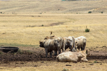 Obraz premium A Beautiful Landscape with Livestock and Windmill