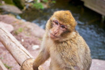 Young Barbary Macaque In His Winter Fur