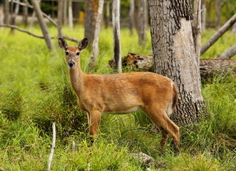 Red deer hind