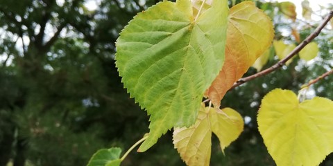 A branch of autumn yellow leaves. Autumn landscape. Natural background.