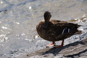 duck