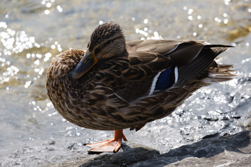 duck