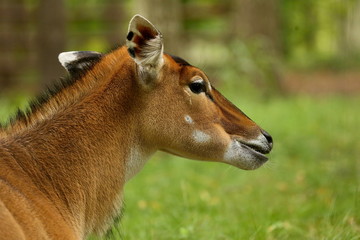 Nilgai Antelope India is beautiful and powerful.