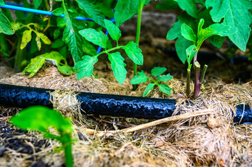 water dripping from black rigid soaker hose with garden background