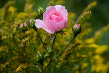Rose (Rosa sp.)
