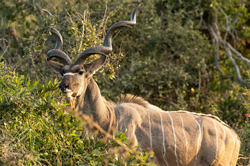 Kudú en el parque nacional Kruger, Sudáfrica.