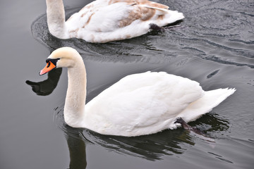 swan on lake