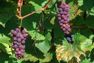 Brush ripening grapes among the leaves