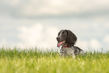 Cute Young proud english springer spaniel dog is lying in the grass in a green meadow