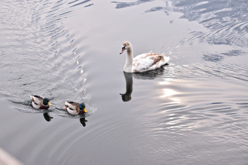 swan with ducks 