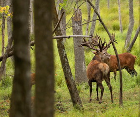 Beautiful Red Deer in rut