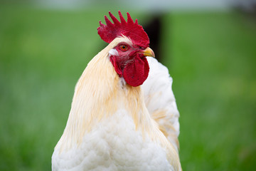 Leg Horn Rooster chicken in farmers back yard.