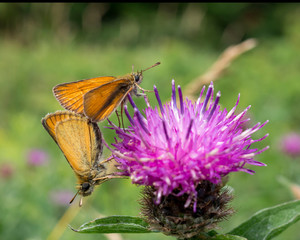Skipper butterflies mating while on a flower.