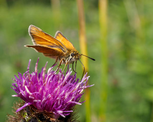 A Skipper butterfly feeding on nectar from a flower.
