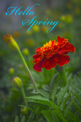 Flower with description Hello Spring