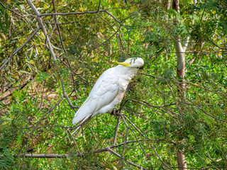 Cockatoo Feeding