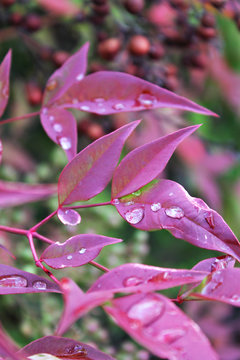dewdrops on fuschia leaves