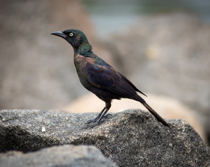 Black Common Grackle bird walking on rocks