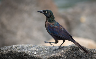 Black Common Grackle bird walking on rocks