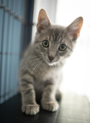 Obraz premium Adorable grey kitten
