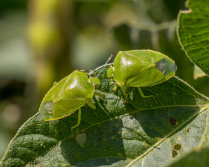Green stink bug or shield bug on leaf of soybean plant in farm field