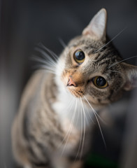 Beautiful short hair cat with big eyes