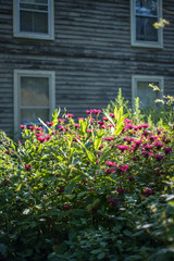 Beautiful red flowers and old house