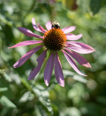 Bee on flower 