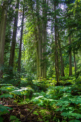 An old growth rainforest of Cedar in British Columbia, Canada.